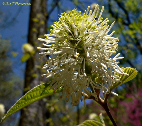 {Fothergilla major}